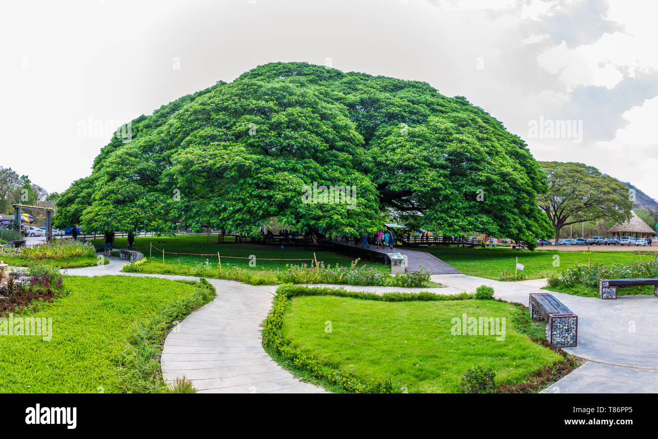 Kanchanaburi, Thailand - 28 April, 2019: eine gigantische Rain Tree (Baum) Chamchuri, Kanchanaburi, Thailand oder riesigen Affen Pod Baum mit vielen touri Stockfoto