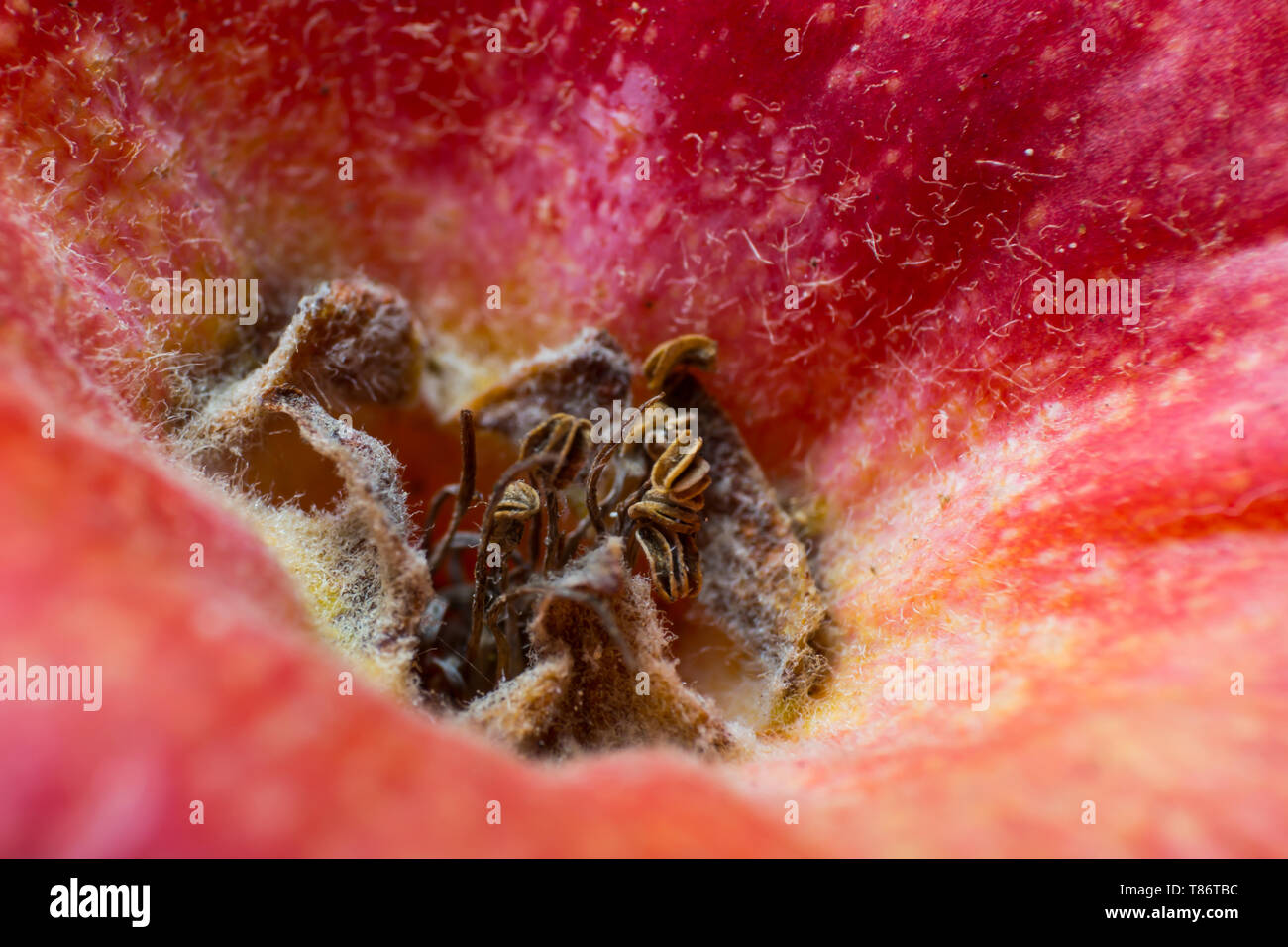 Kelchblätter und bleibt von staubblättern in der Nähe einen roten Apfel. Makro Fotografie Stockfoto