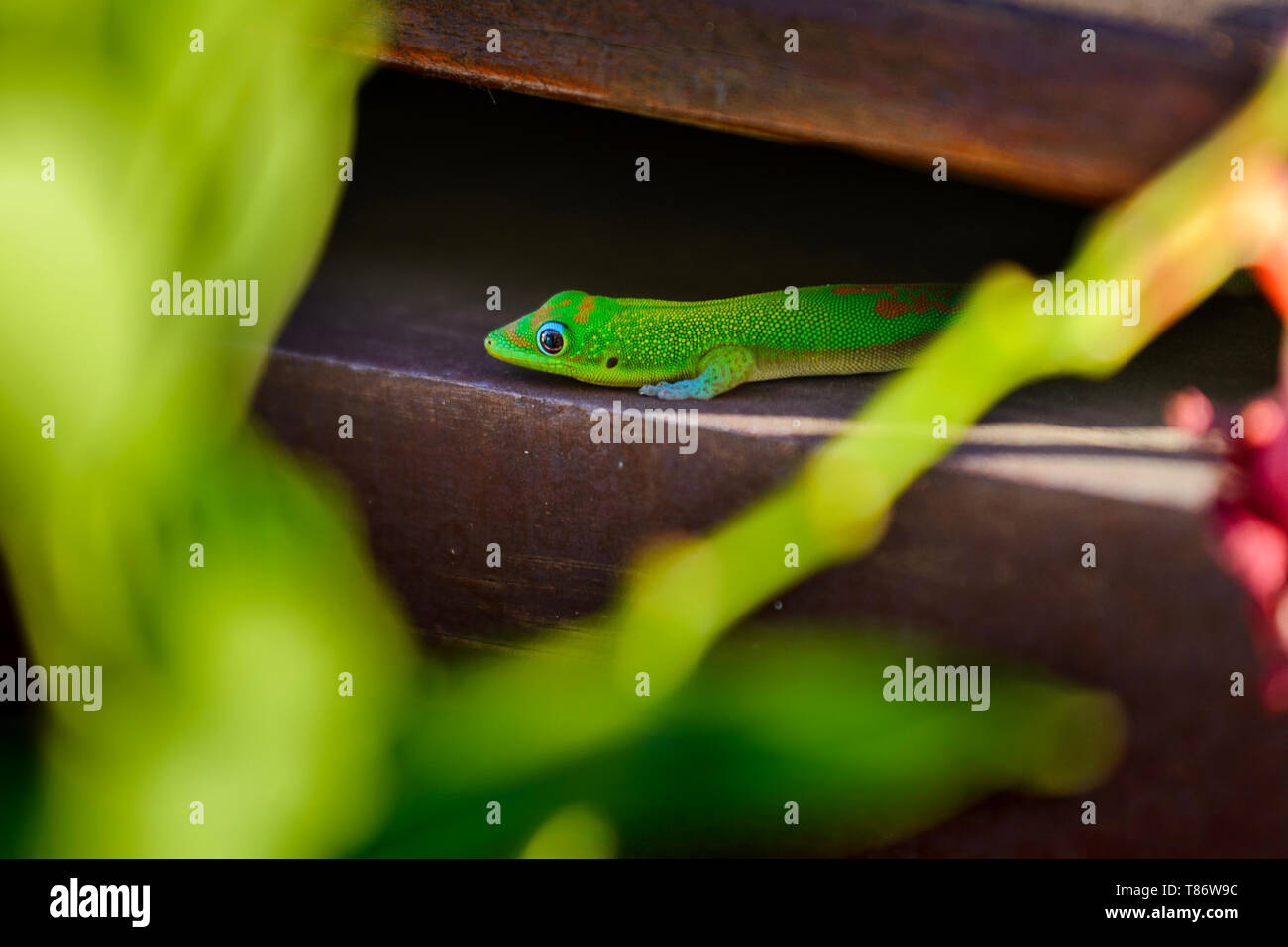 Ein schöner grüner gecko Tier auf der Insel Reunion Stockfoto