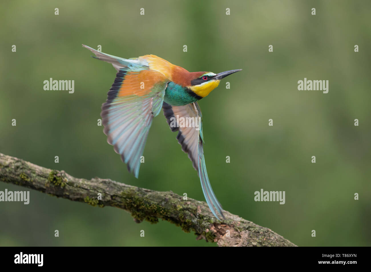 Unvergessliche schoß, Europäische bee Eater im Flug (Merops apiaster) Stockfoto