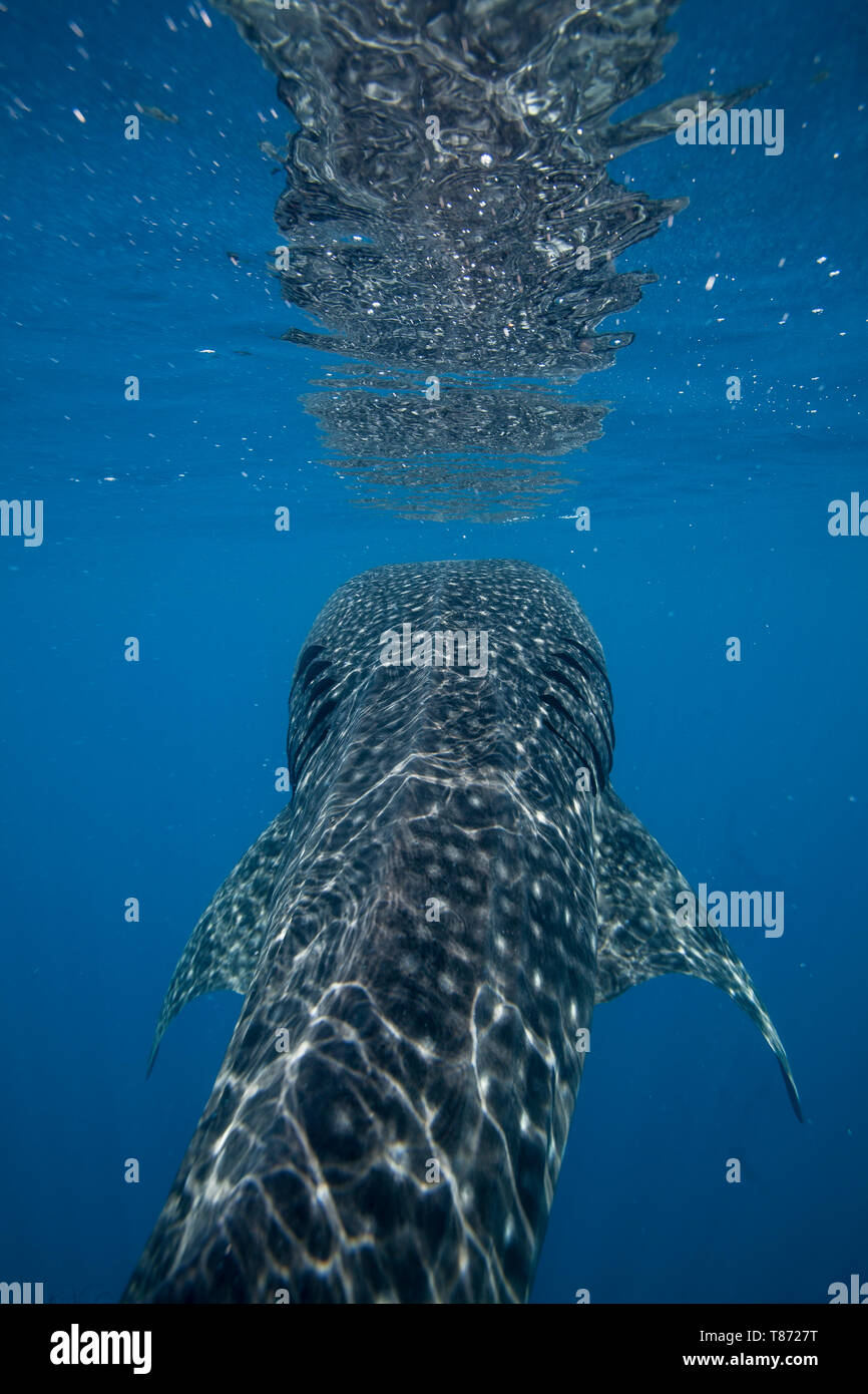 Der Walhai (Firma IPCON typus) vertikale Absaugung Fütterung mit Oberfläche Reflexionen in der Honda Bay, Puerto Princesa, Palawan, Philippinen. Stockfoto