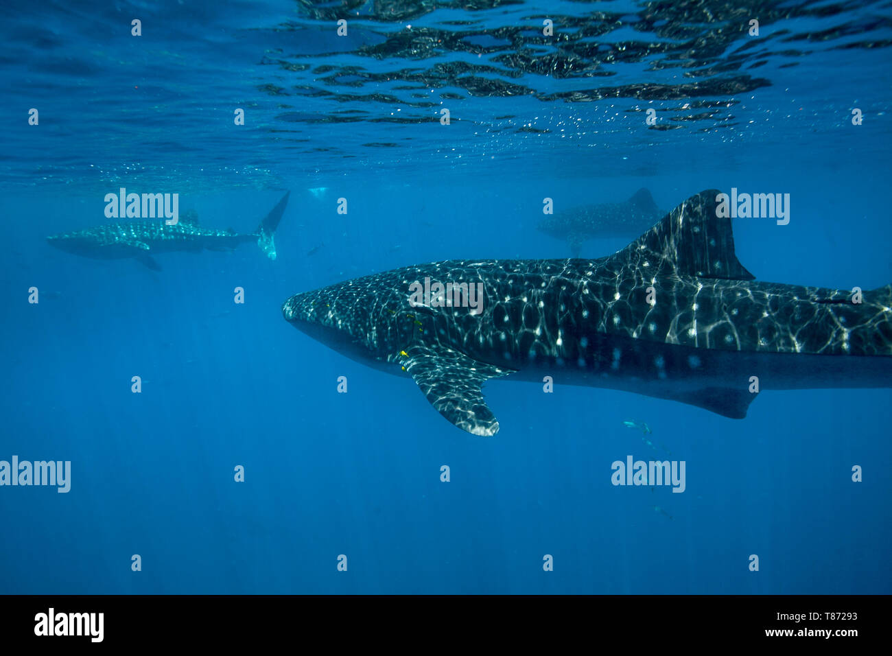 Drei Walhaie (Firma IPCON typus) Ernährung in der Nähe der Oberfläche in der Honda Bay, Puerto Princesa, Palawan, Philippinen. Stockfoto