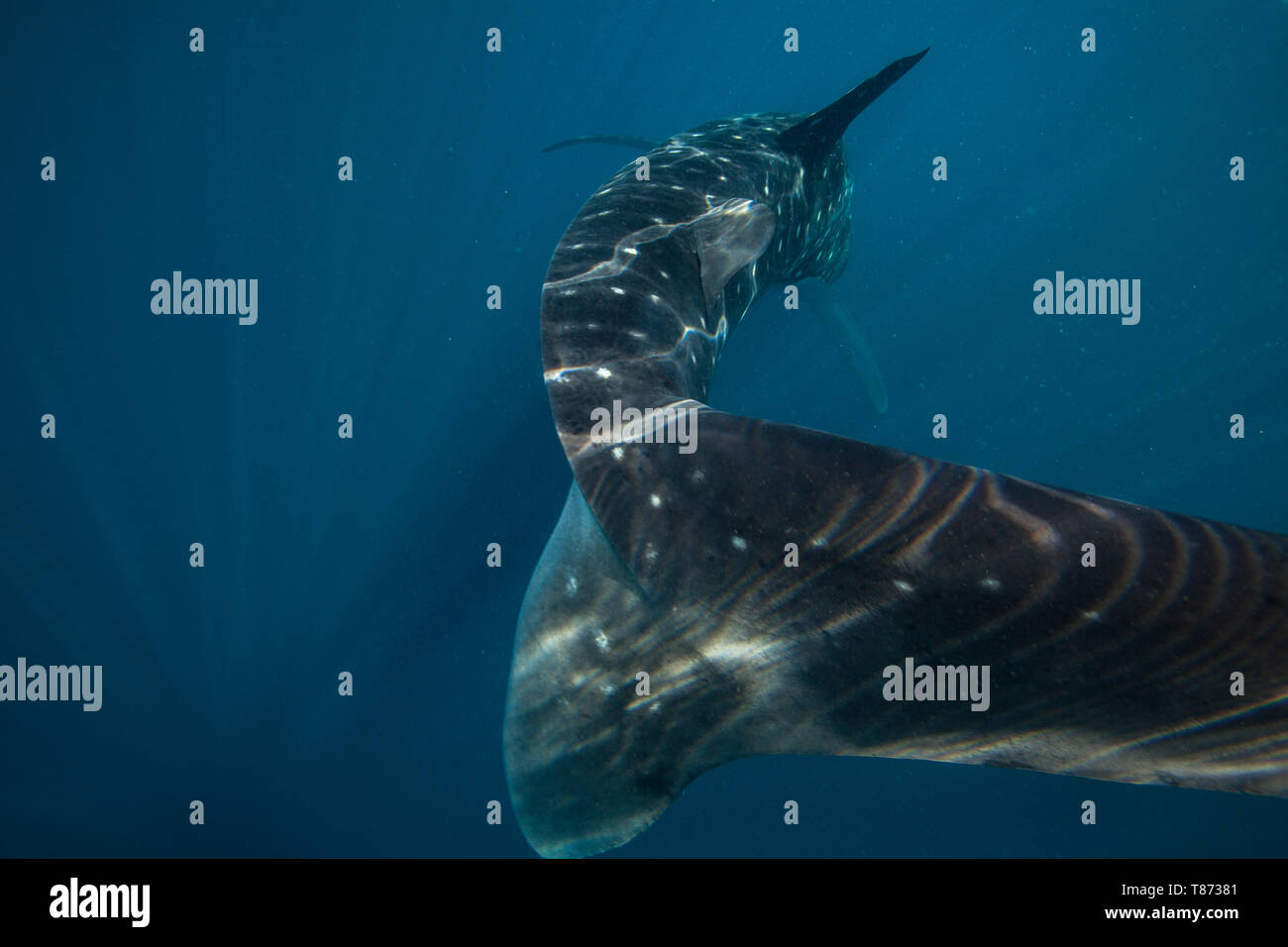 Rückansicht der Schwanz eines Whale Shark (Firma IPCON typus) in der Honda Bay, Puerto Princesa, Palawan, Philippinen. Stockfoto