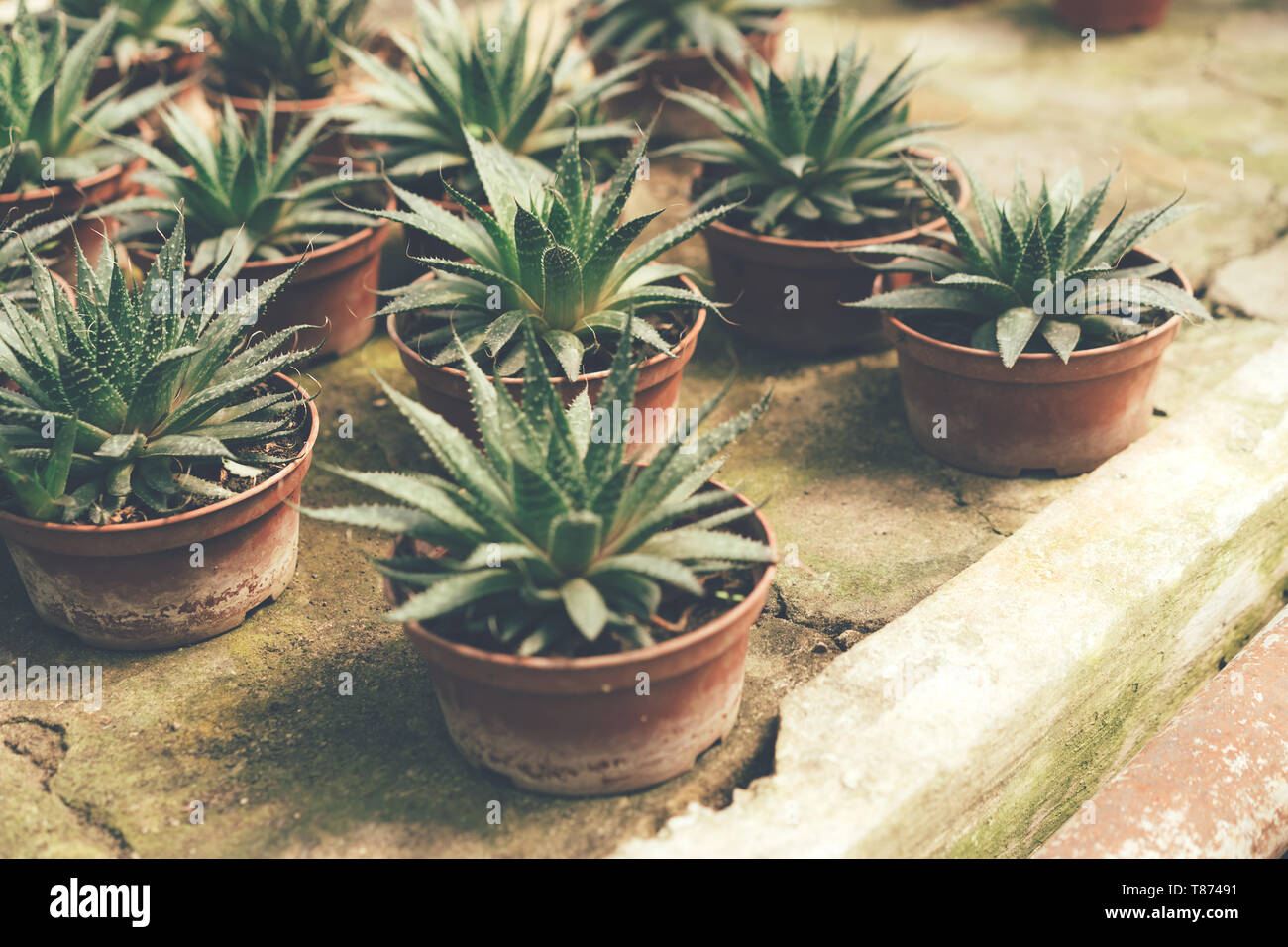 Sukkulenten auf konkrete vintage Hintergrund im Gewächshaus in Töpfen. Stockfoto