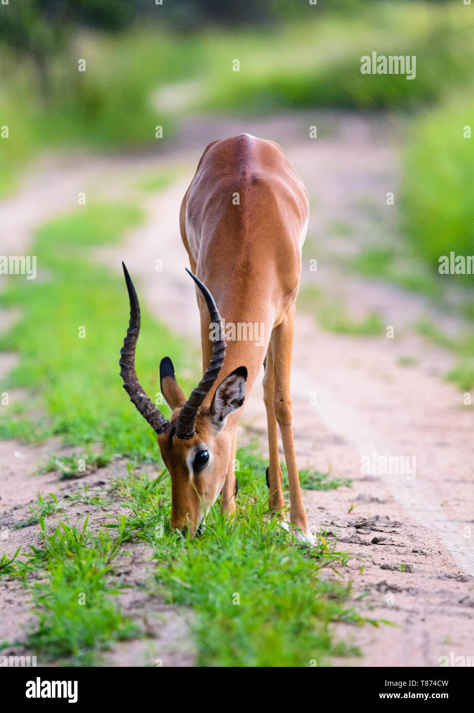 Junge männliche Impala Weide Gras vor der Kamera Stockfoto