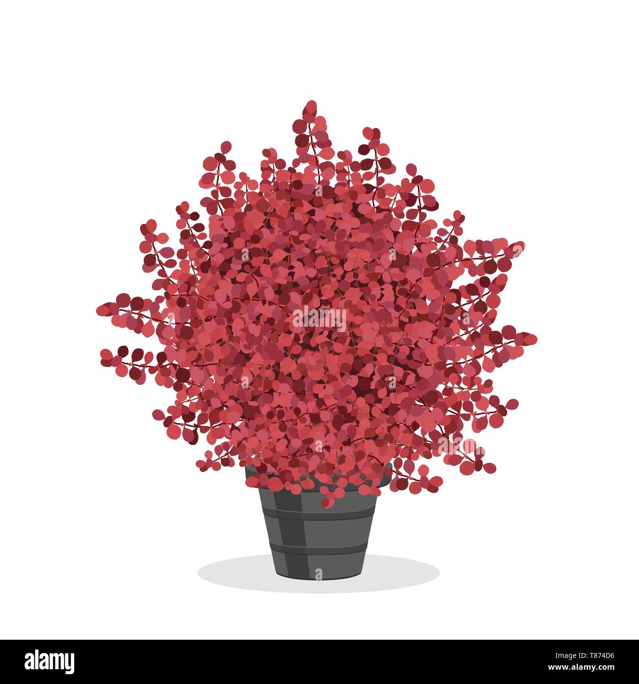 Crimson berberitze Bush getrimmt, zu einer Kugel formen. Schönen Akzent. Dekorativer Strauch im Blumentopf wachsen. Garten Abbildung. Wachsende shru Stock Vektor