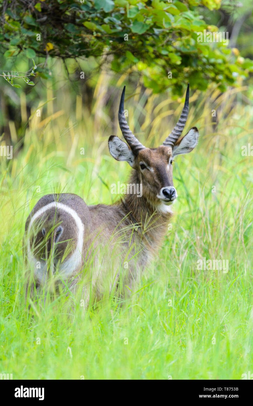 Junge männliche Wasserbock Stockfoto