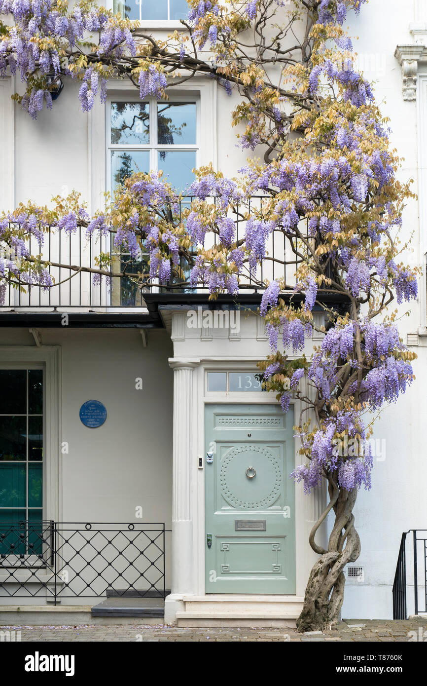 Wisteria auf ein Haus in Old Church Street, Chelsea, London, England Stockfoto