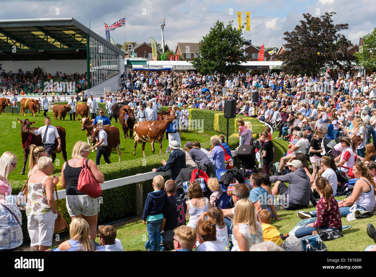 Massen von Menschen sitzen, die von Main-Arena in Sonne, Watch Grand Almabtrieb (Vieh & Handler) - Die große Yorkshire zeigen, Harrogate, England, UK. Stockfoto