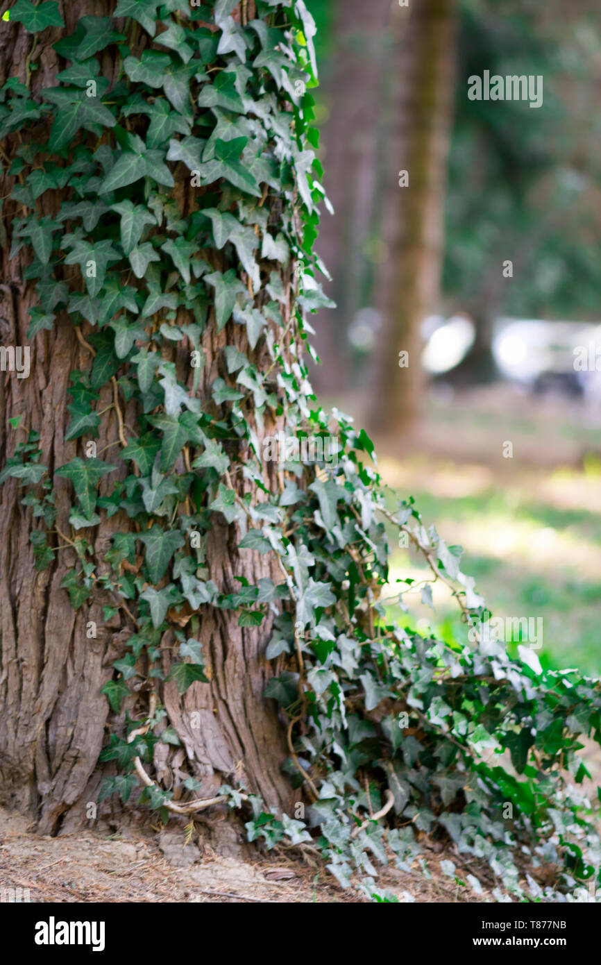 Common Ivy, English ivy, Europäische Efeu oder nur Efeu (lat. Hedera helix) Stockfoto