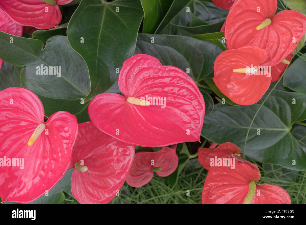 Anthurium oder flamingo Blumen aus der Nhe von anthurium Blumen  Stockfotografie - Alamy