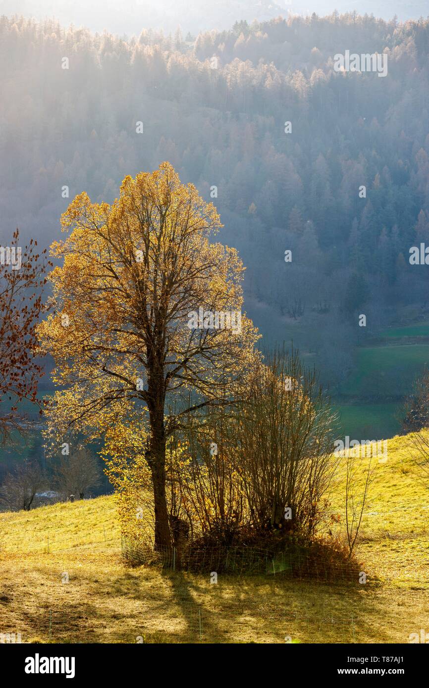Frankreich, Hautes Alpes, Dévoluy massiv, Saint Etienne en Dévoluy, Schwarzpappel (Populus nigra) mit Herbstlaub Stockfoto
