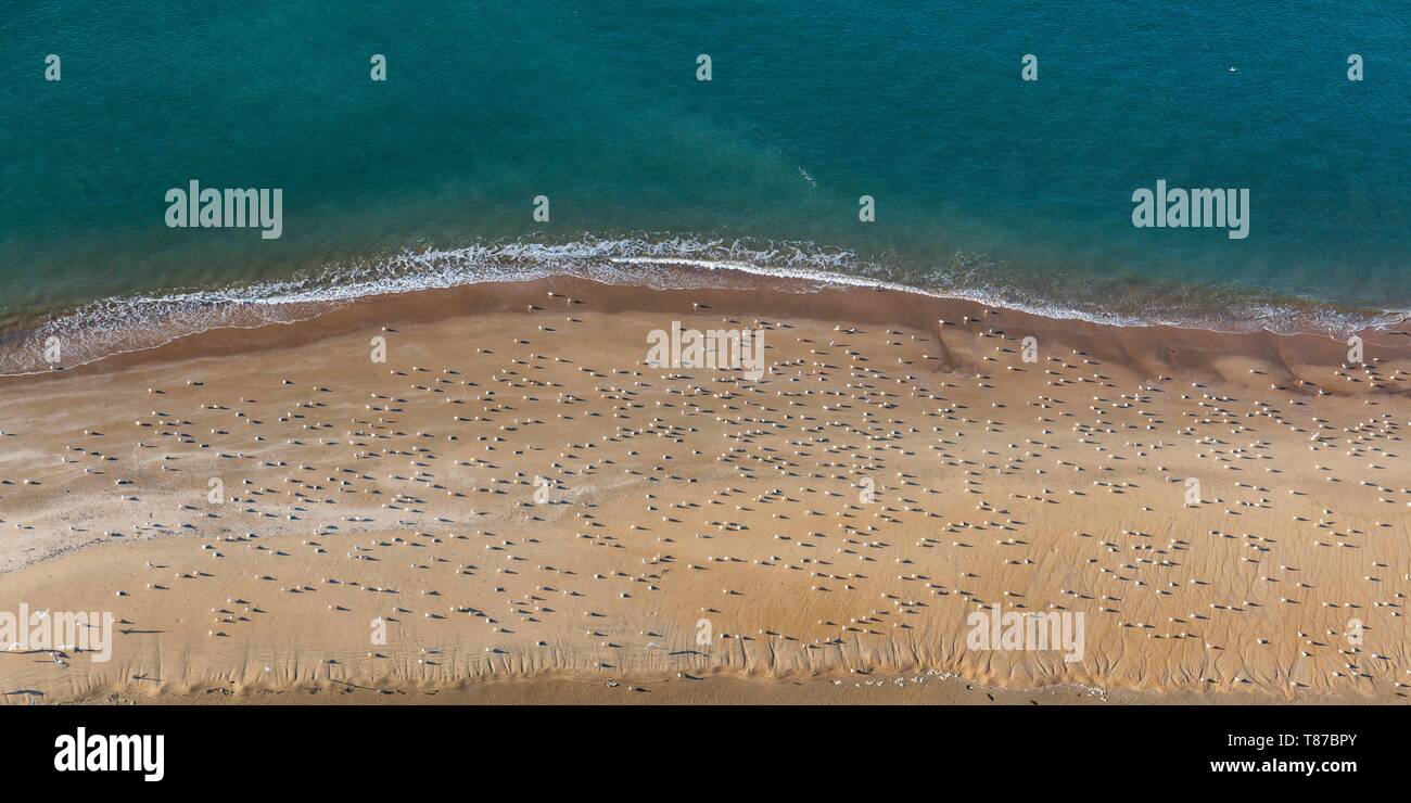 Frankreich, Vendée, La Faute-sur-Mer, Möwen am Strand (Luftbild) Stockfoto
