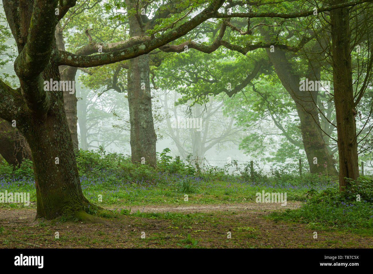 Misty Frühling Morgen in West Sussex Wälder. Stockfoto