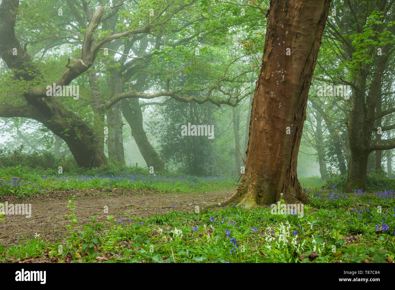 Misty Morning in West Sussex Wälder. Stockfoto