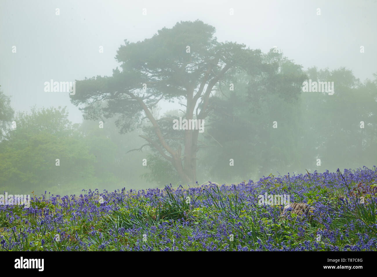 Misty Frühling Morgen in West Sussex. Stockfoto