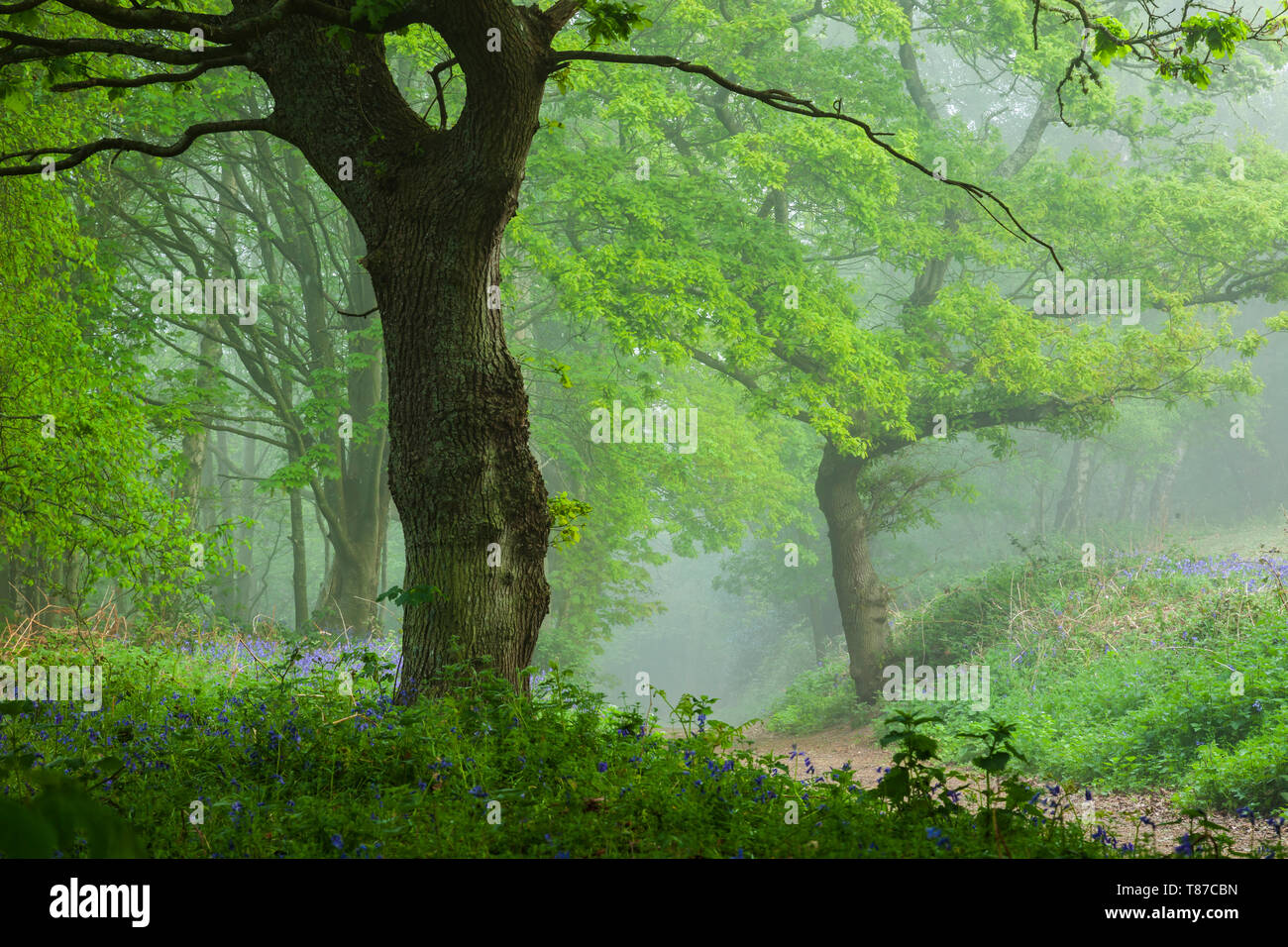 Misty Morning in West Sussex, England. Stockfoto