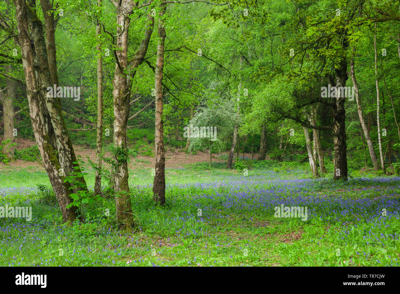 Birken und Glockenblumen in West Sussex Wälder. Stockfoto