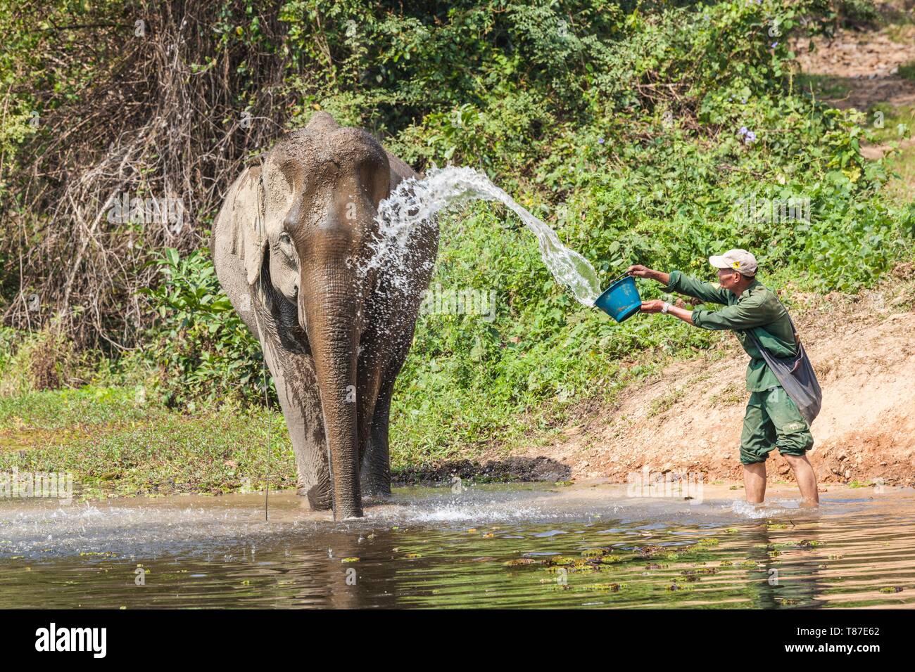 Laos, Sainyabuli, Elephant Conservation Centre, asiatische Elefanten, elephas Maximus, und mahout-LAO-ECC--18-004 Stockfoto