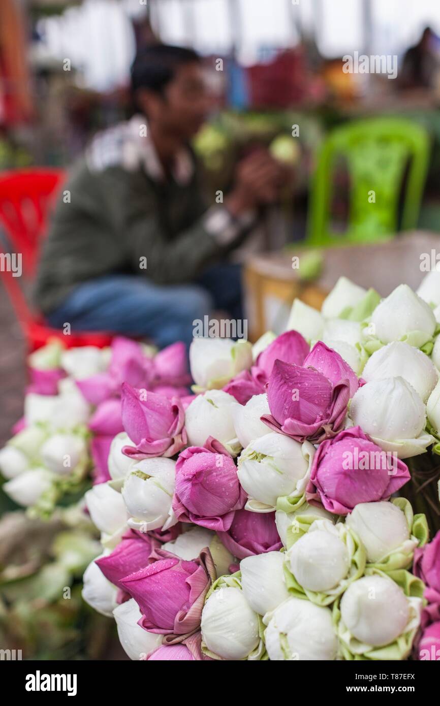 Kambodscha, Phnom Penh, Lotus Blumen Stockfoto