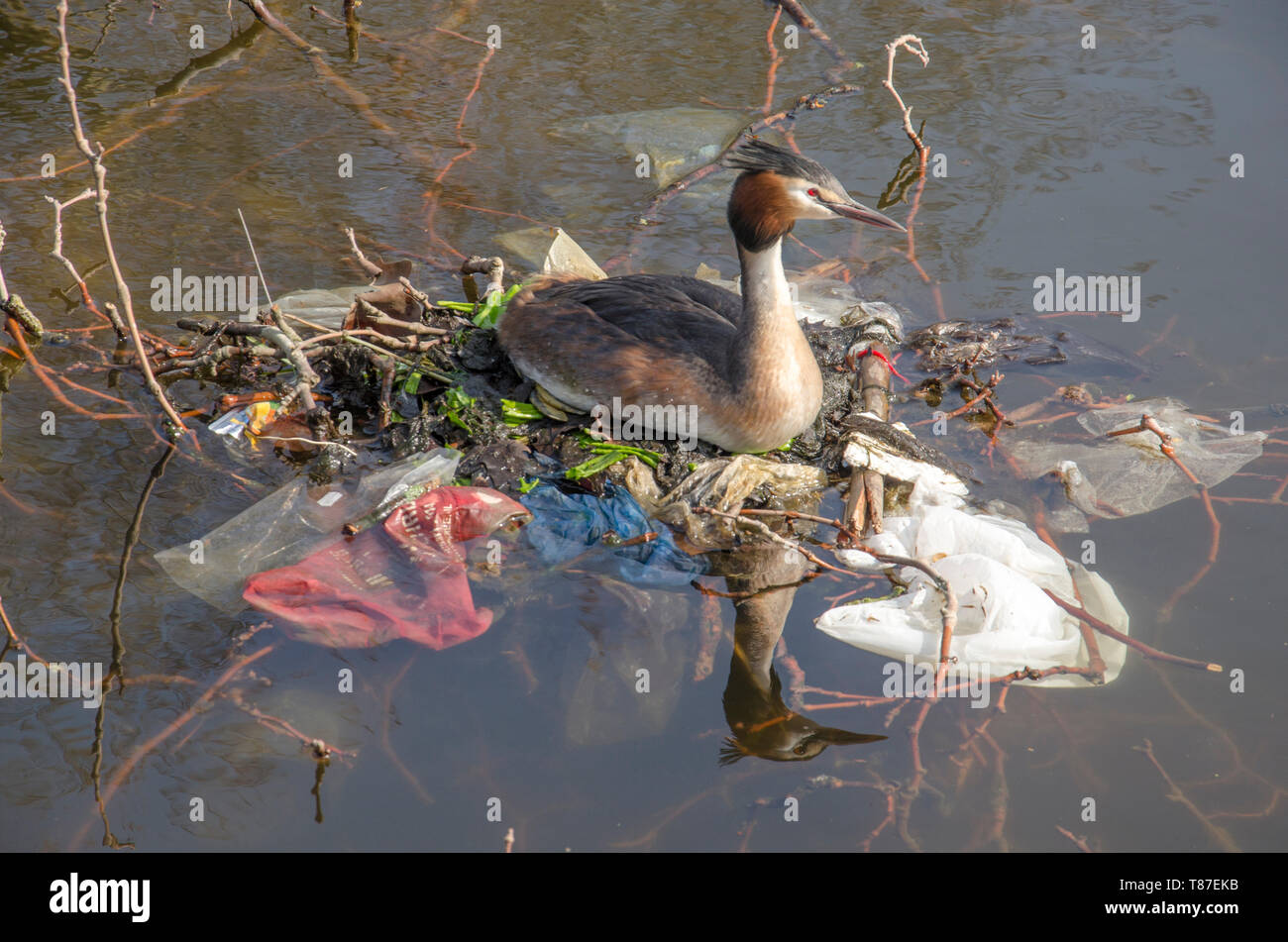 Haubentaucher auf ein Nest von Müll und Zweigniederlassungen, die in einem Teich in einer Stadt park Stockfoto