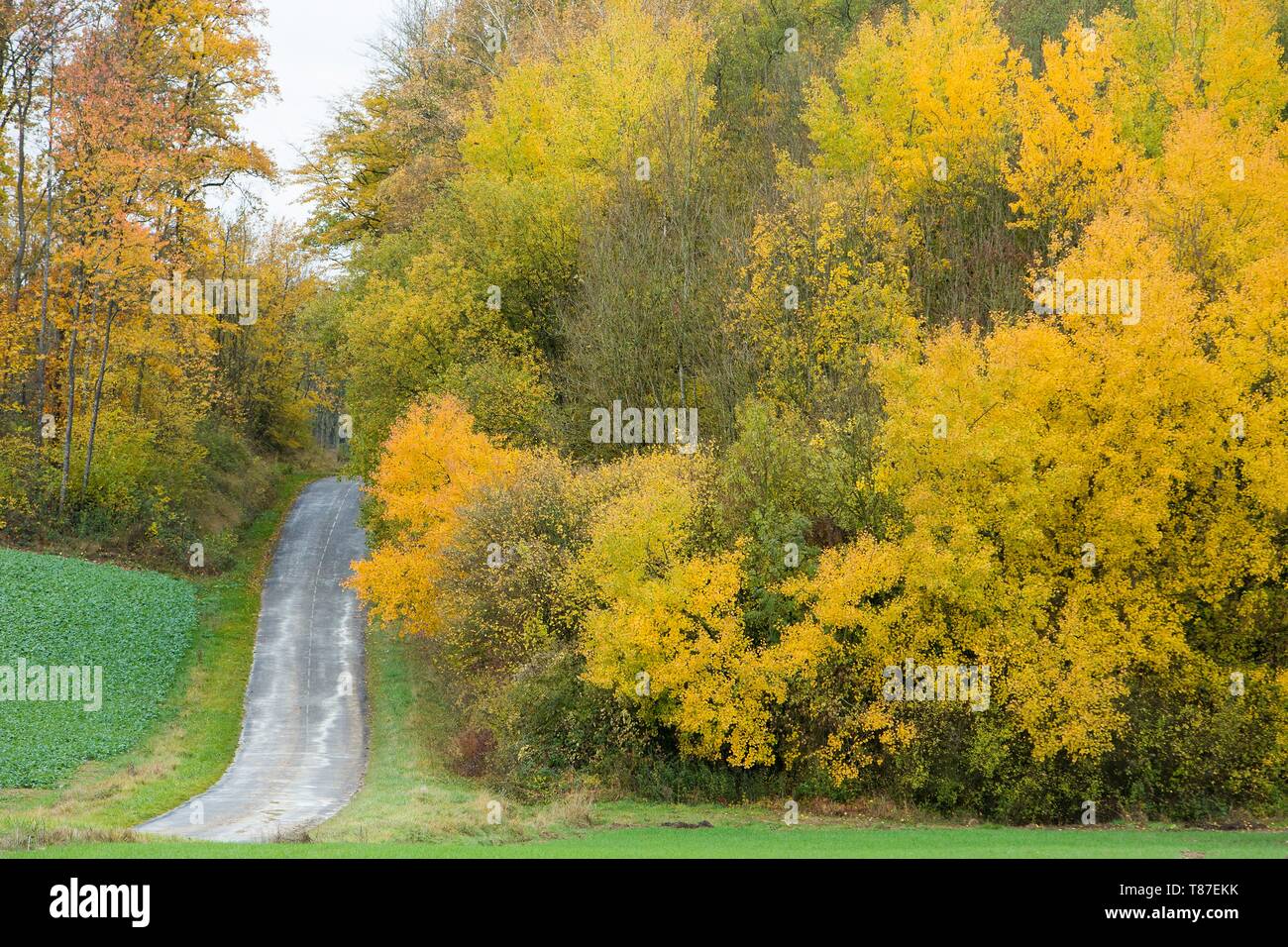 Argonne forest Fotos und Bildmaterial in hoher Auflösung Alamy