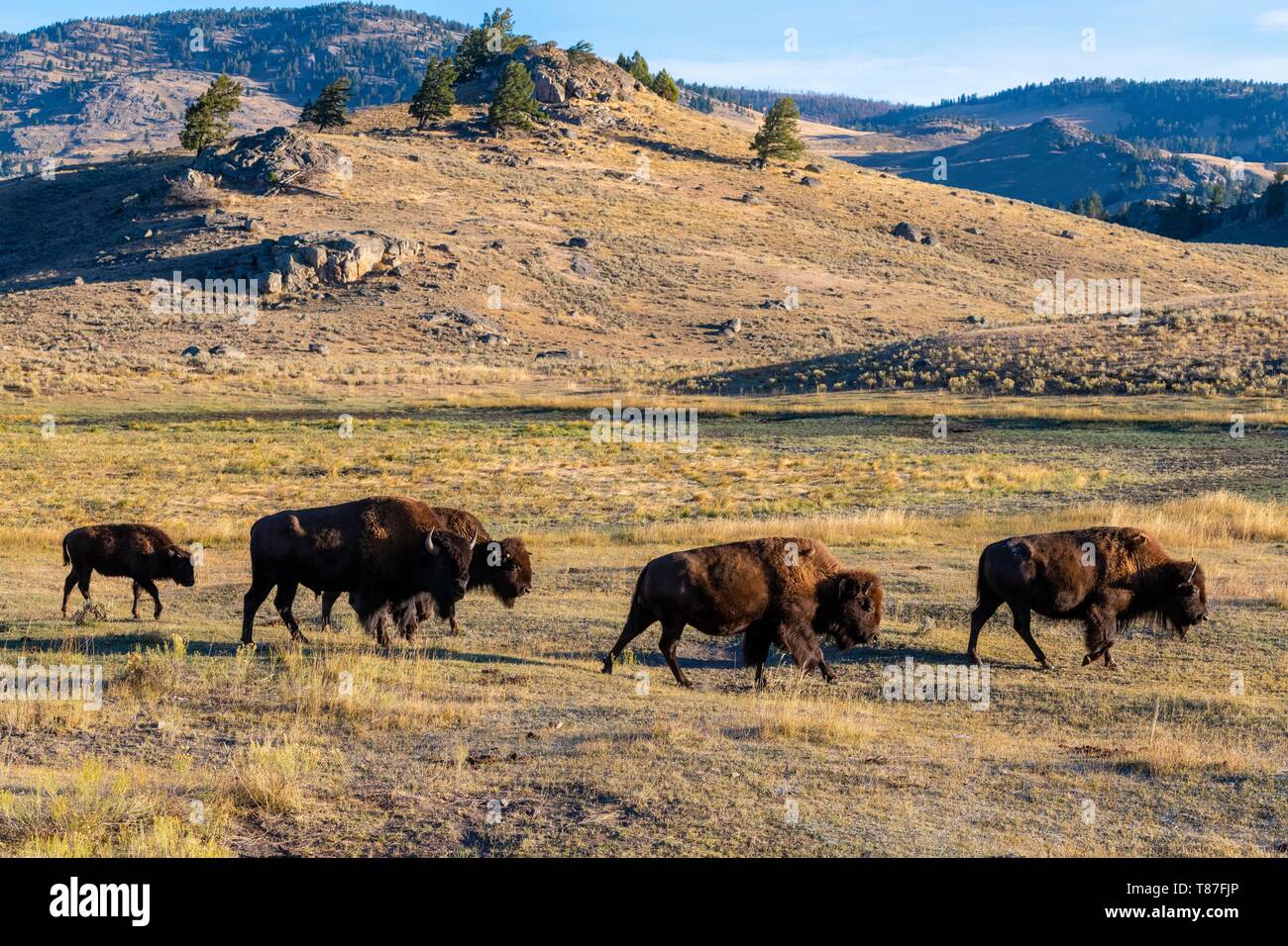Usa, Wyoming, Yellowstone National Park, Wisente im Lamar Valley Stockfoto