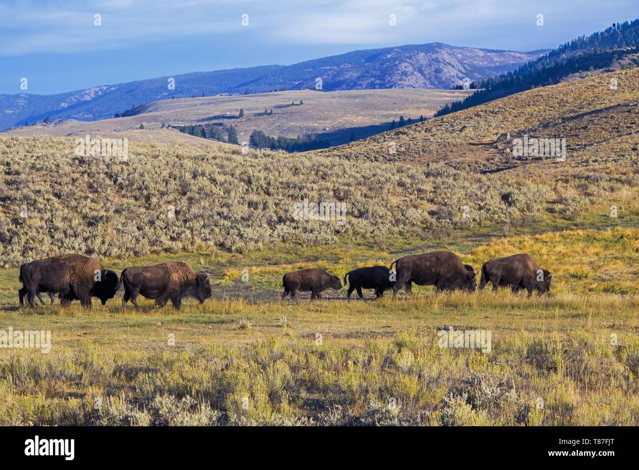 Usa, Wyoming, Yellowstone National Park, Wisente im Lamar Valley Stockfoto