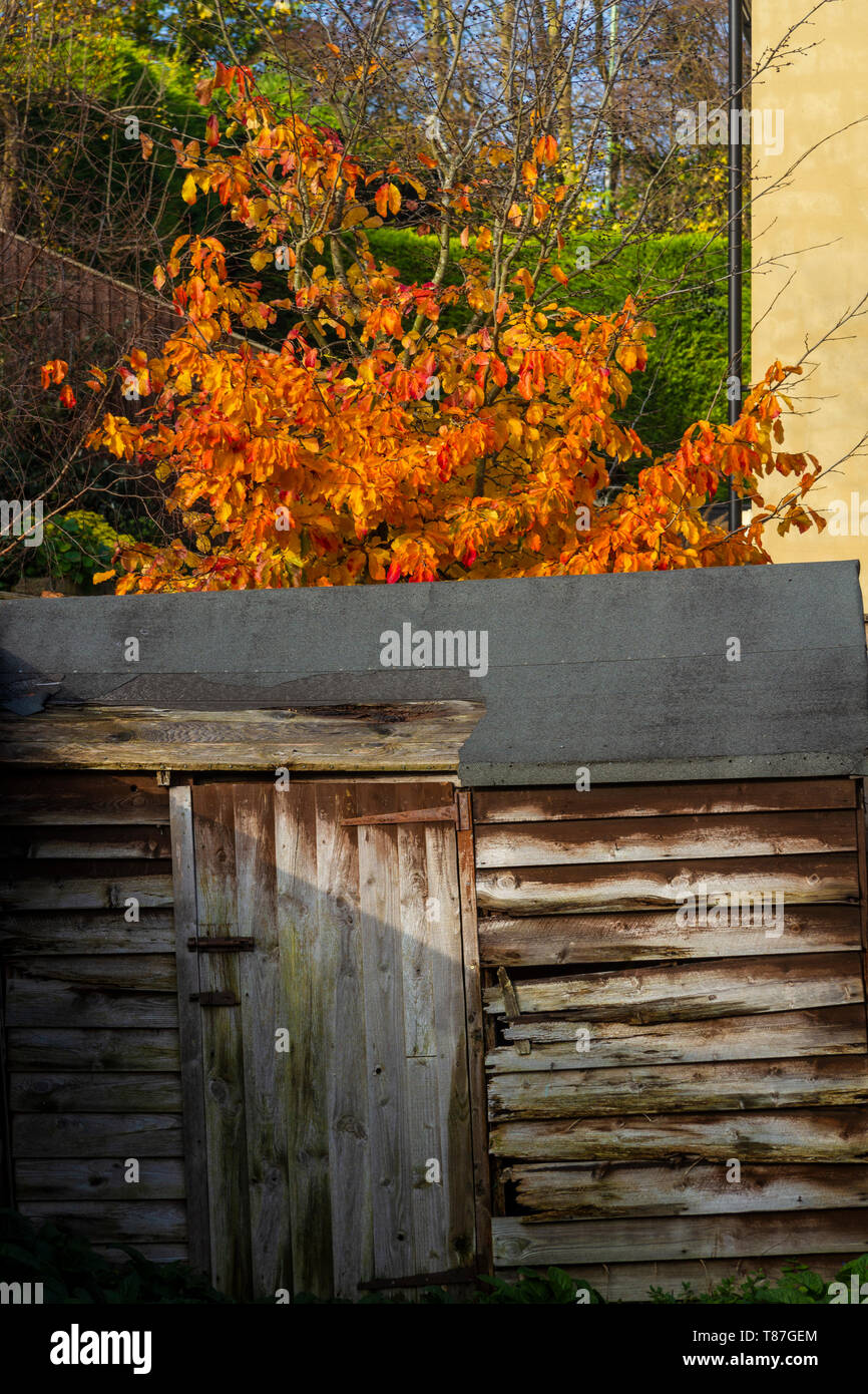 Verrotten Gartenhaus und Blätter im Herbst Stockfoto