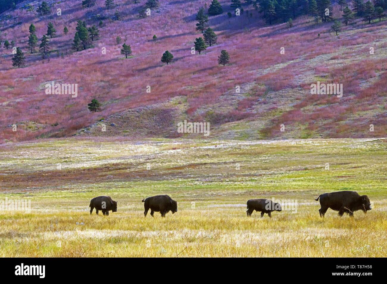Usa, South Dakota, Custer State Park, Bisons Stockfoto