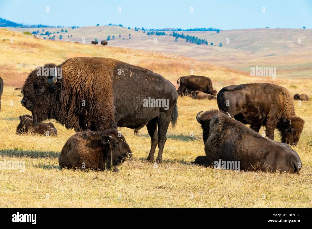 Usa, South Dakota, Custer State Park, Bisons Stockfoto