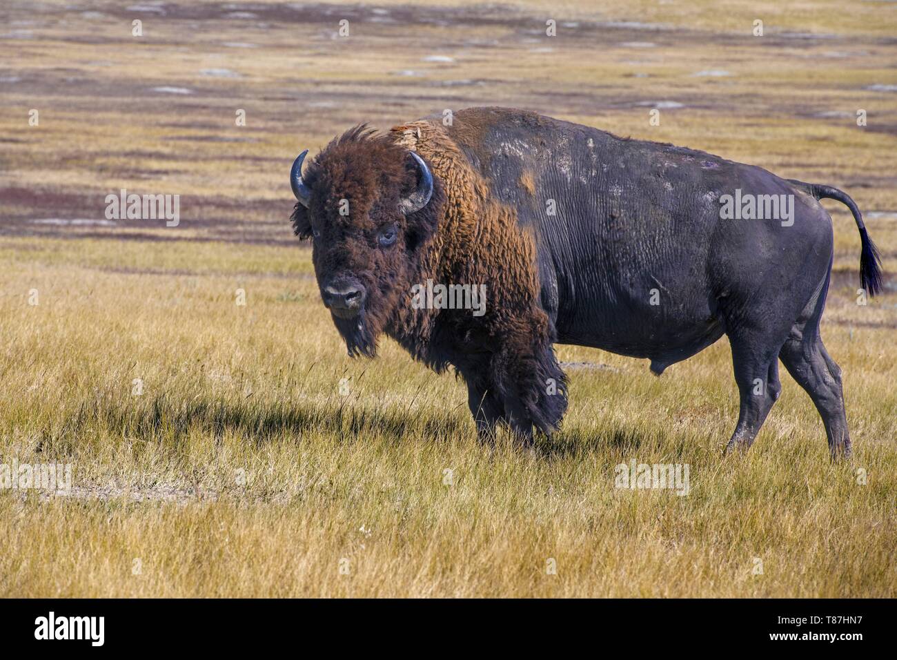 USA, South Dakota Badlands Nationalpark Stockfoto