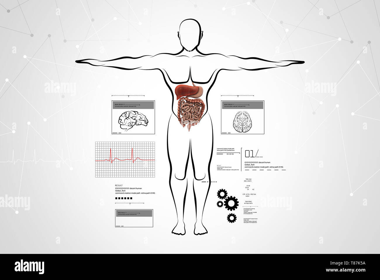 Digestive system drawing -Fotos und -Bildmaterial in hoher Auflösung