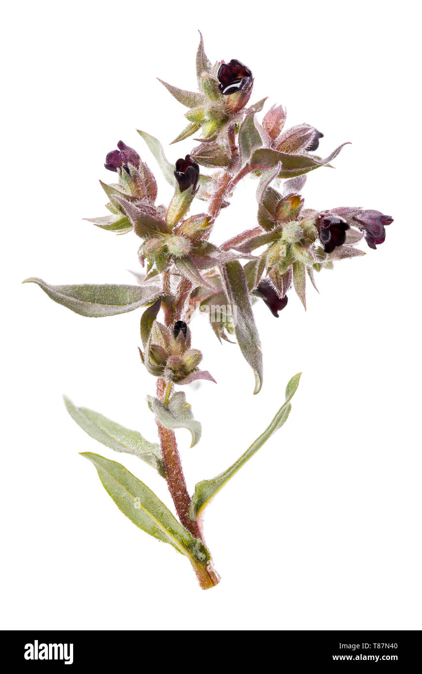 Stechapfel - Gras auf weißem Hintergrund. Giftige Pflanze wird in der Medizin verwendet, close-up. Stockfoto