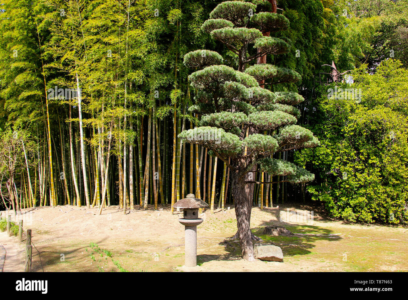 Bambus und Pinien in Korakuen Japanische Garten in Okayama Präfektur, Japan Stockfoto