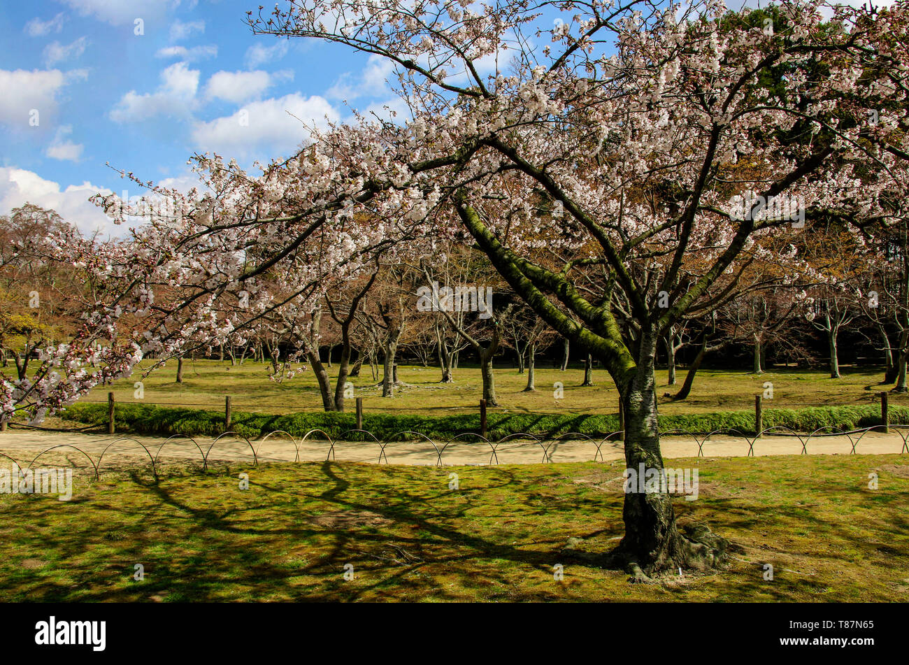 Blühende Sakura in Korakuen Japanische Garten in Okayama Präfektur, Japan Stockfoto