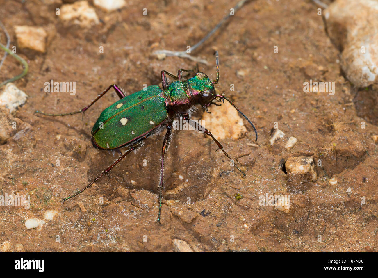 Feld-Sandlaufkäfer, Feldsandlaufkäfer, Sandlaufkäfer, Cicindela campestris, Feldsandläufer, Green tiger Beetle, La champêtre Cicindèle, Cicindelidae, Stockfoto