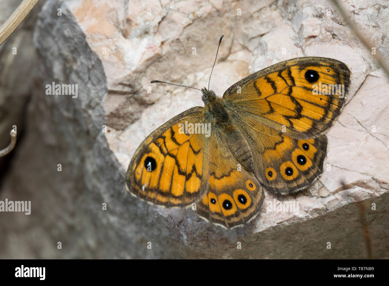 Mauerfuchs Lasiommata megera, Weibchen, Wand, Mauer, Braun Braun, Schmetterling, Wand, Frau, La Mégère, le Satire Stockfoto