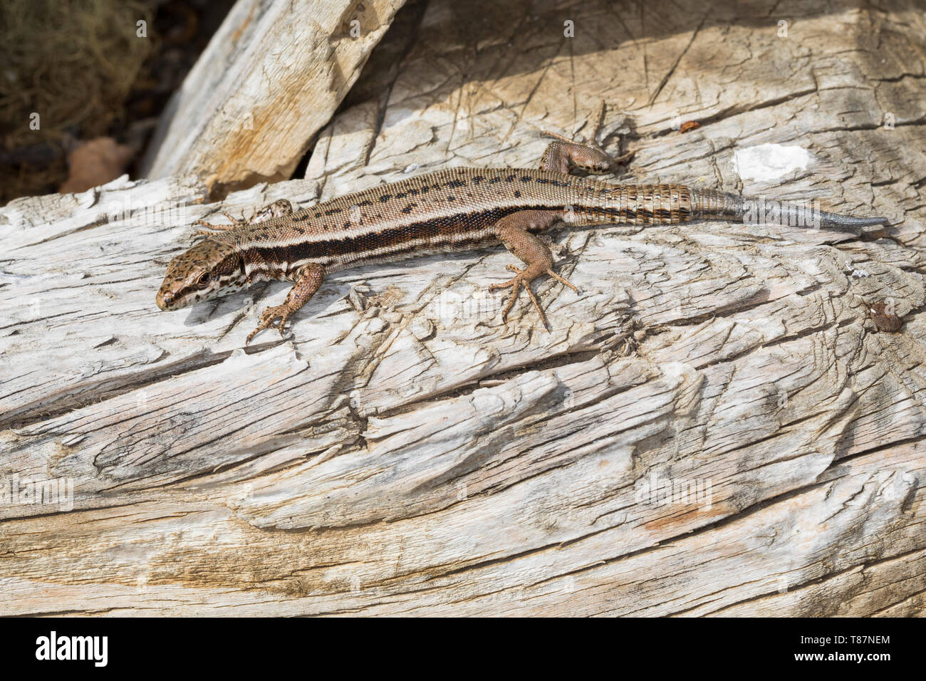 Mauereidechse Podarcis muralis, Mauer-Eidechse,, Lacerta muralis, gemeinsame Wand lizard, lizard, Europäische wand Eidechse, Le Lézard Les Murailles, Öste Stockfoto