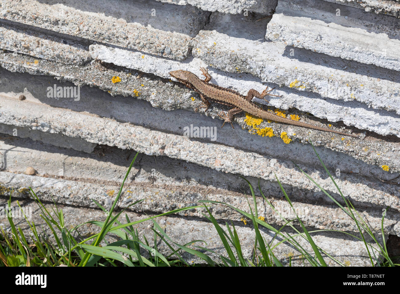 Mauereidechse Podarcis muralis, Mauer-Eidechse,, Lacerta muralis, gemeinsame Wand lizard, lizard, Europäische wand Eidechse, Le Lézard Les Murailles, Öste Stockfoto