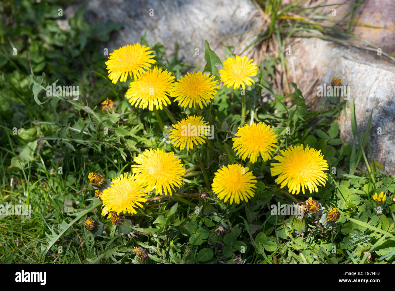 Löwenzahn, Kuhblume, Gemeiner Löwenzahn, Taraxacum Officinale, Taraxacum sect Ruderalia, Löwenzahn, Dent de Lion Stockfoto