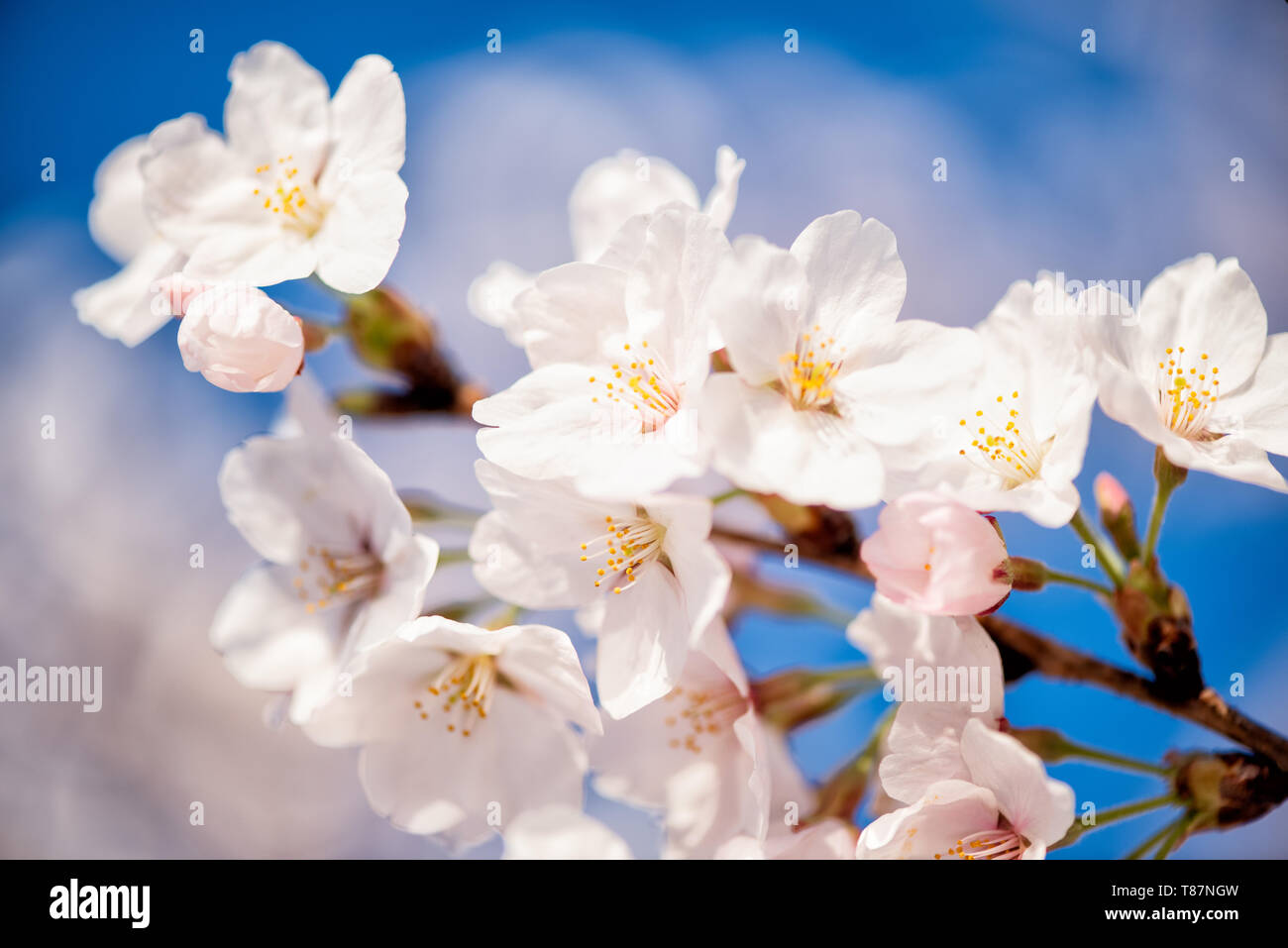 Washington, DC - Die jährliche Blüte tausender Kirschbäume rund um und in der Nähe von Denkmälern des Tidal Basin in Washington DC ist eine wichtige Touristenattraktion. Die Blüte ist nur flüchtig, und der genaue Zeitpunkt ändert sich von Jahr zu Jahr je nach Wetter in den Monaten bis zu ihr. Stockfoto
