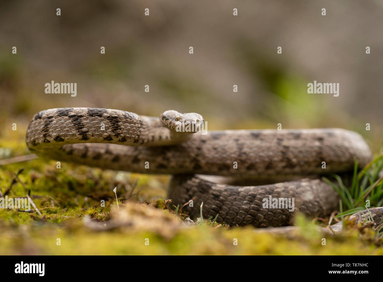 Europäische Katze, Schlange, Telescopus fallax, Feder in Kresna Schlucht. Stockfoto