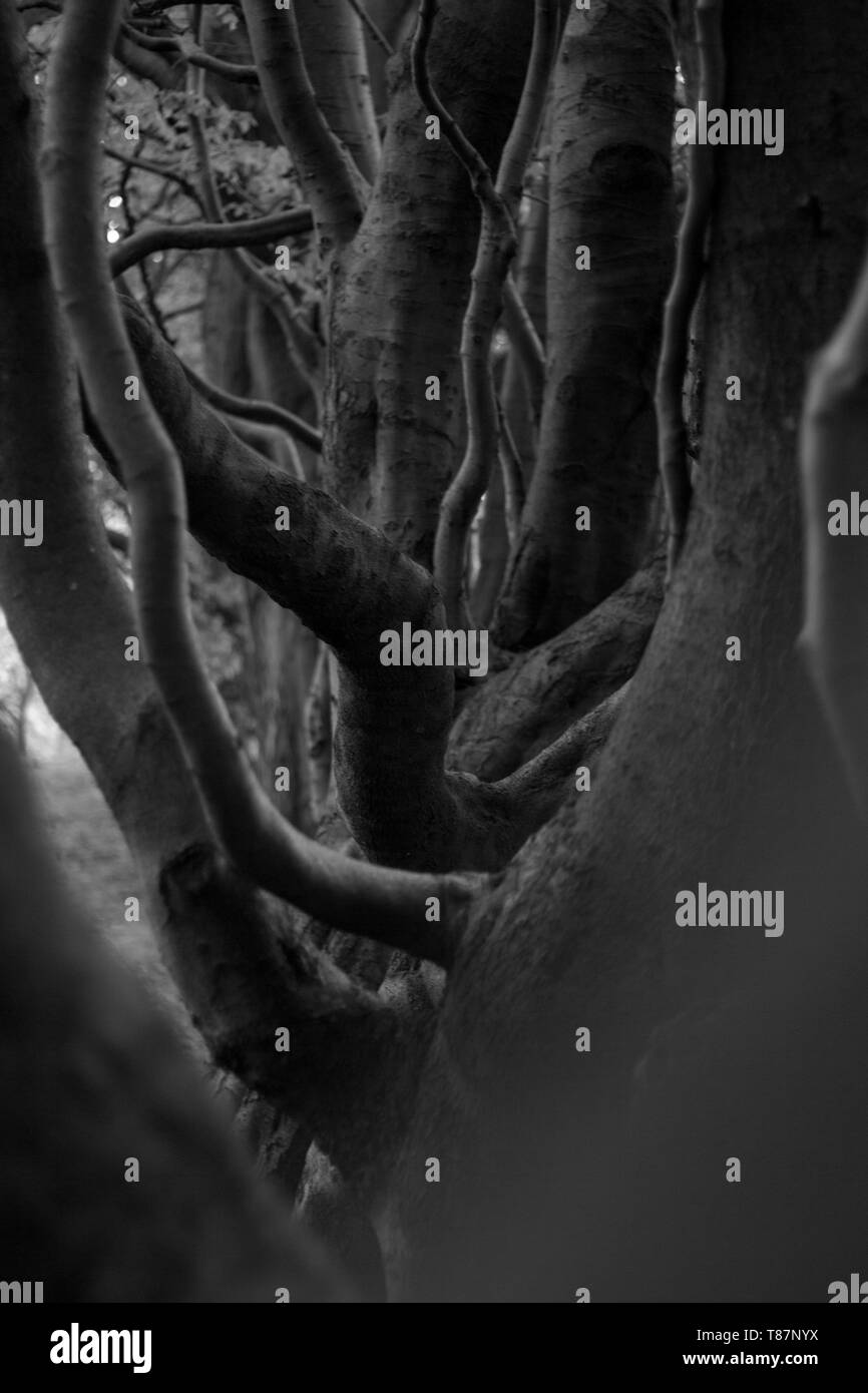 Abstrakte Schwarze und Weiße Baumstämme Stockfoto
