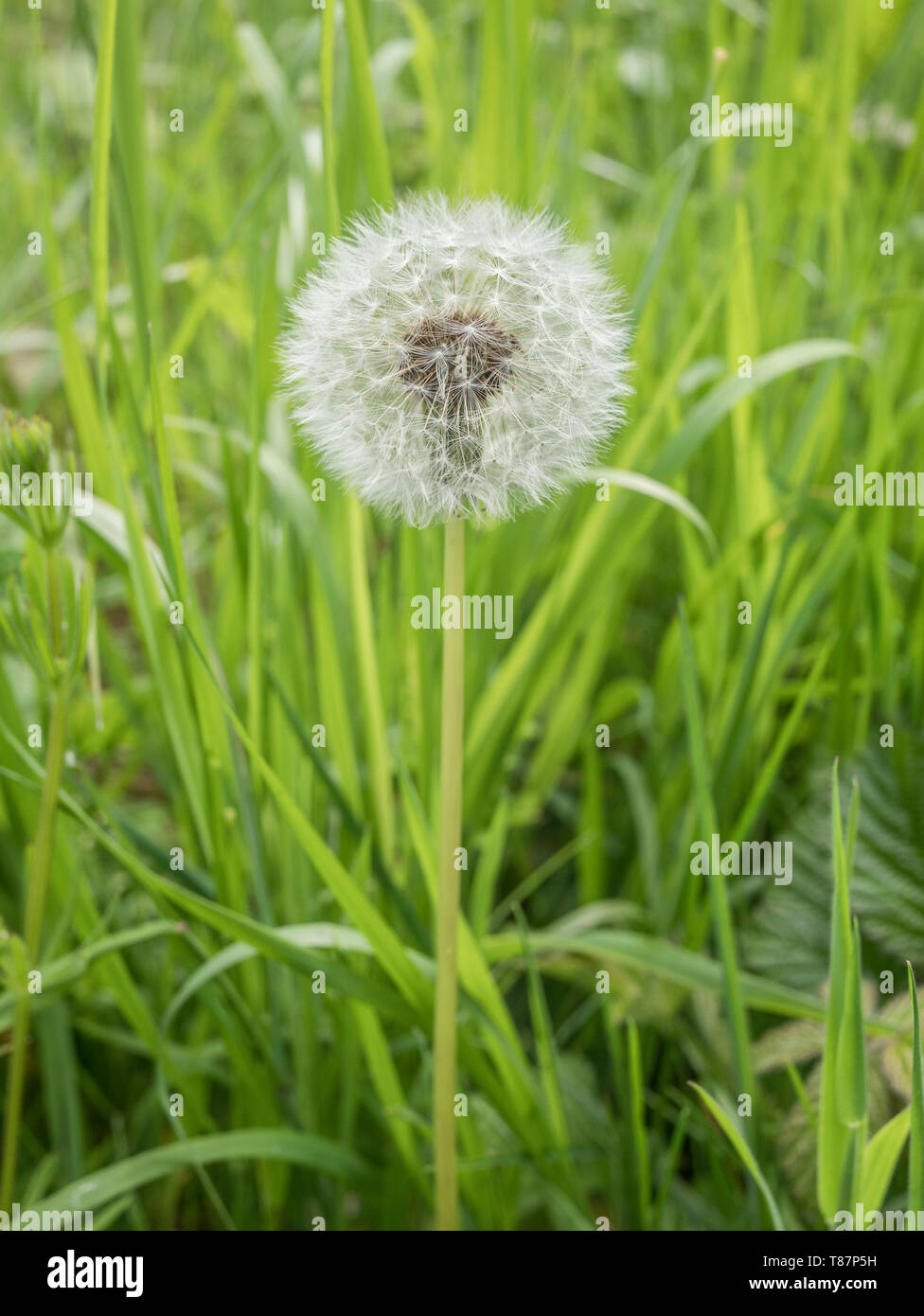 Einsame Löwenzahn/Taraxacum officinale Puff-ball Samen Kopf. Teile der Löwenzahn als hat Lebensmittel verwendet, und auch in der Kräutermedizin. Stockfoto