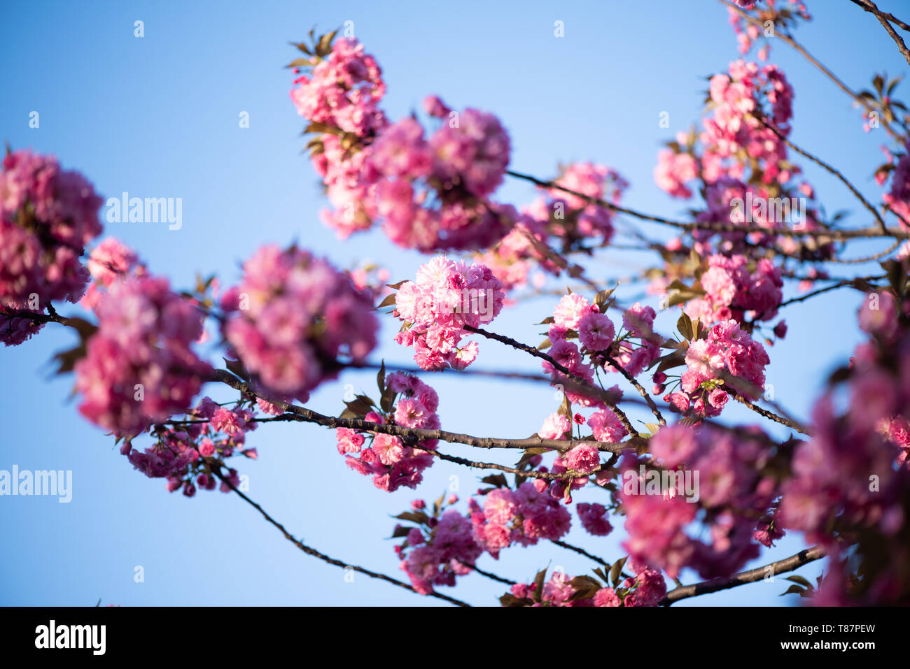 Washington, DC - Die jährliche Blüte tausender Kirschbäume rund um und in der Nähe von Denkmälern des Tidal Basin in Washington DC ist eine wichtige Touristenattraktion. Die Blüte ist nur flüchtig, und der genaue Zeitpunkt ändert sich von Jahr zu Jahr je nach Wetter in den Monaten bis zu ihr. Stockfoto