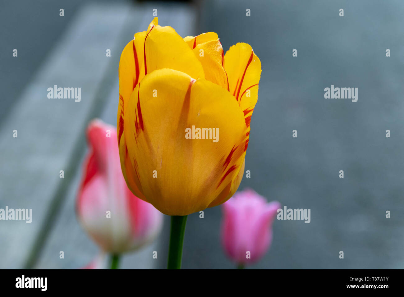 Drei bunte Tulpen in Vancouver Granville Island im Frühjahr Stockfoto