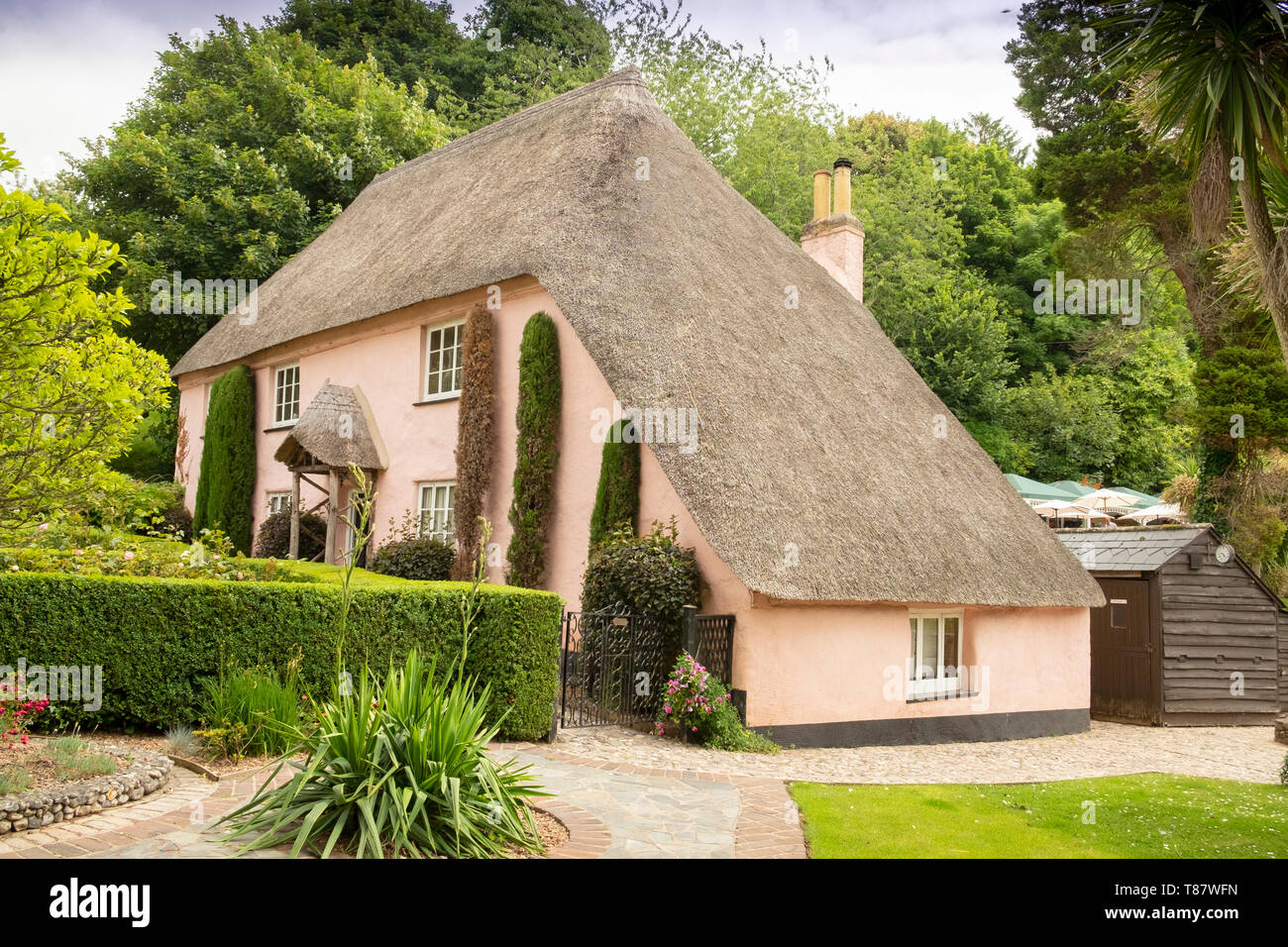 Klassische strohgedeckten rosa Häuschen und Garten (Rose Cottage Tea Gardens), im malerischen Reetdach Dorf Cockington, Devon, England, Großbritannien Stockfoto