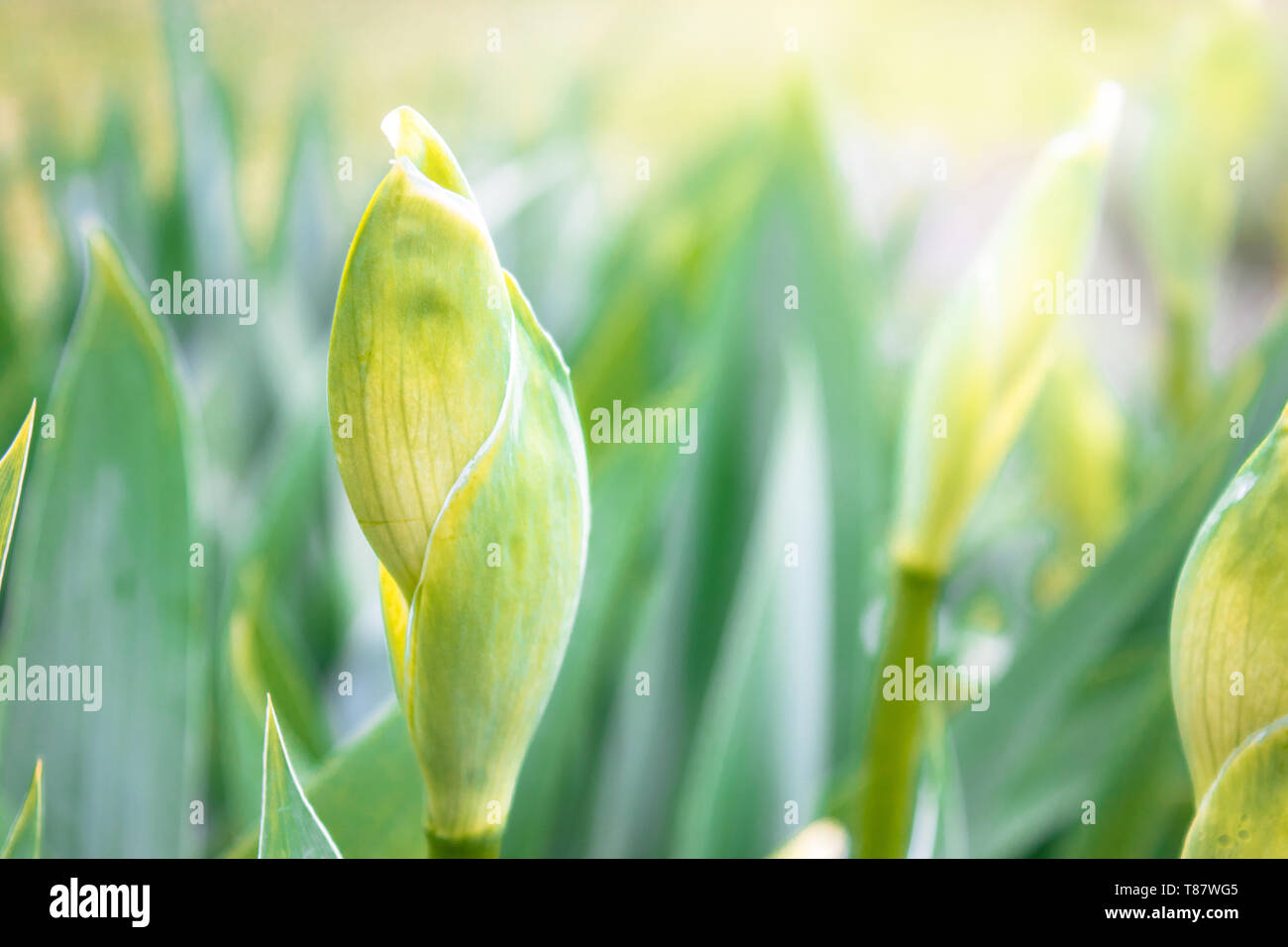 Grüne Blätter und Knospen der Blumen Iris close-up. Stockfoto