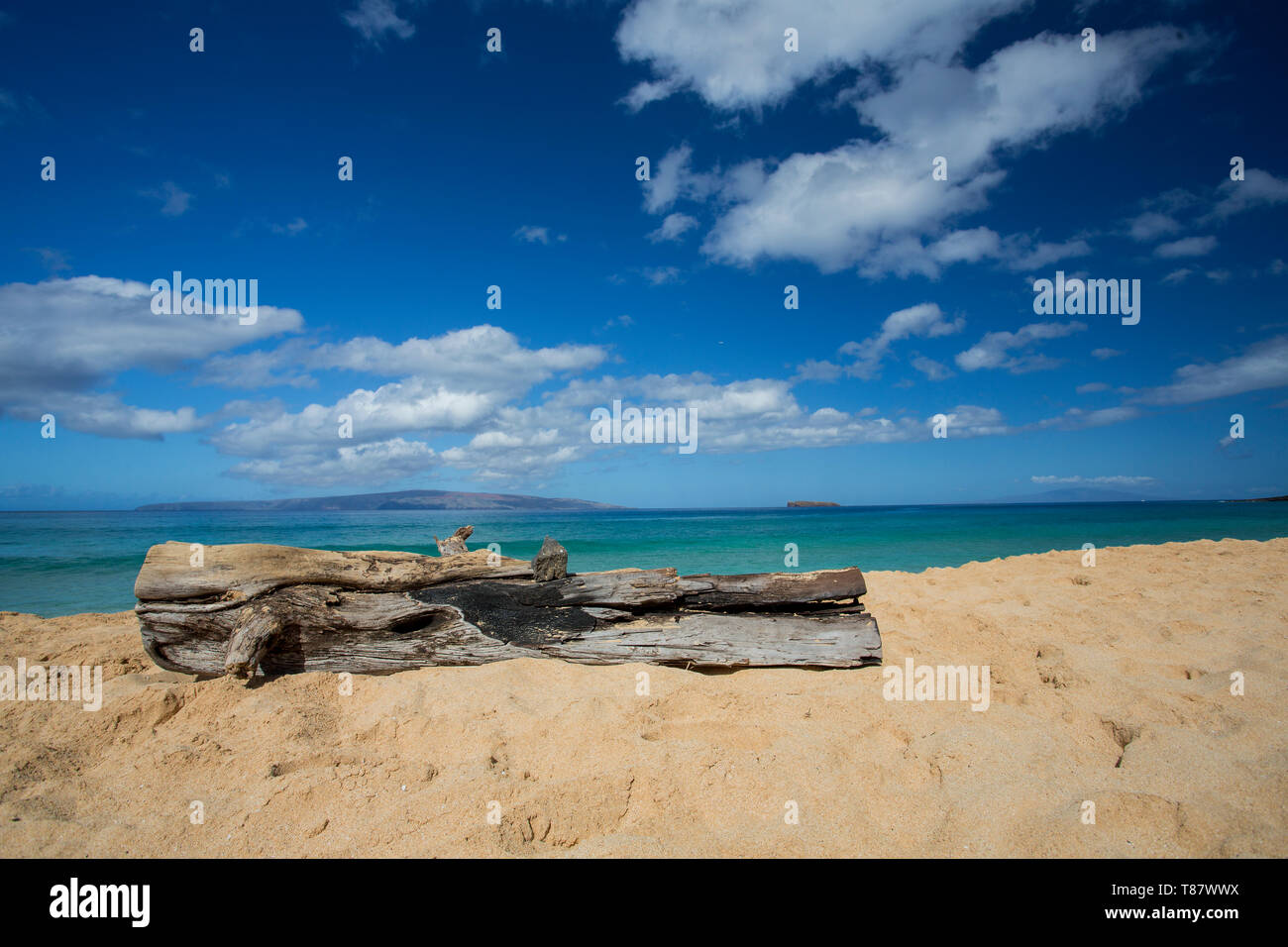 Treibholz am Strand, Maui, USA Stockfoto